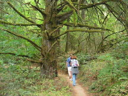 You can see some of the native moss on the trees...