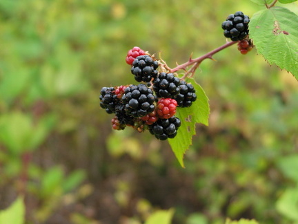 Some tasty weed berries...