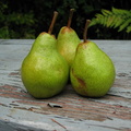 Wee three pears we found on the hike...