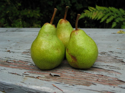 Wee three pears we found on the hike...