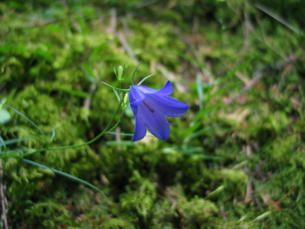 Blue bell near the top.