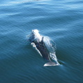Dall's Porpoise we saw on our "Orca" Watching Trip