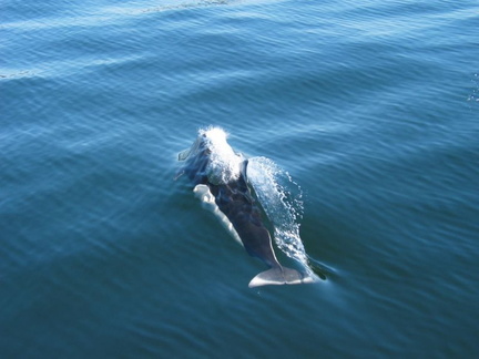 Dall's Porpoise we saw on our "Orca" Watching Trip