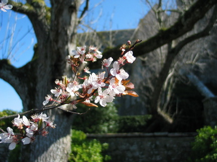 Pretty spring flowers near the abbey.