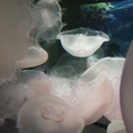 Buncha jellyfish.