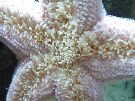 Star fish underside