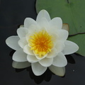 Water lilly...