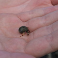 Tiny hermit crab.