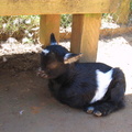 Baby Goat.