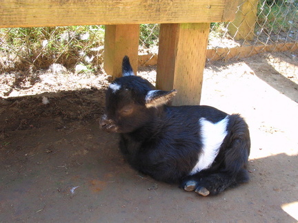 Baby Goat.