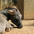 Sad little donkey.