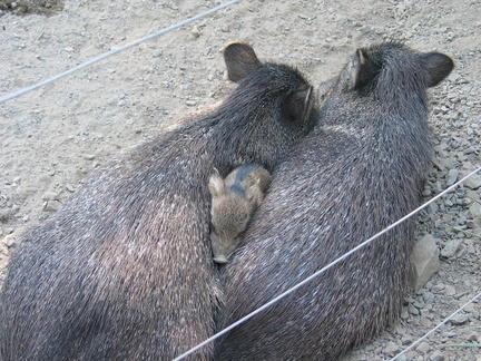 Betcha never seen a cute pig...