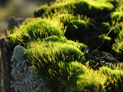 Moss...