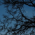 Moon n. tree.