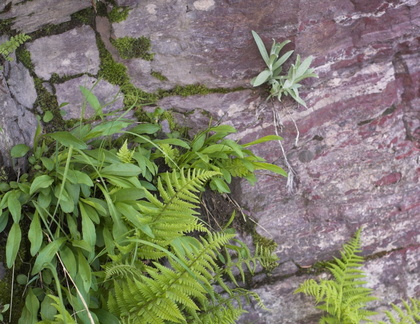 Red Rock, Green ferns.