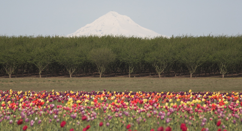 Mt Hood visible from fields