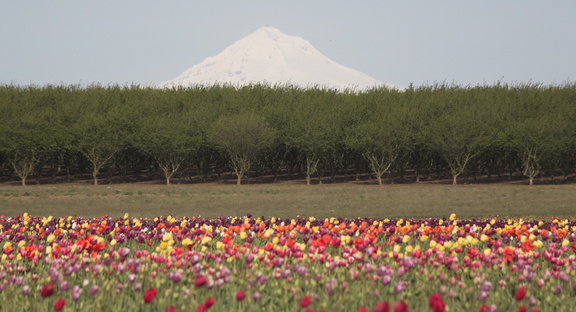 Mt Hood visible from fields