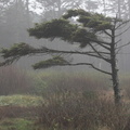 Windblown tree..
