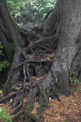 Root system...