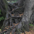 Root system...