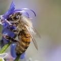 Bee..