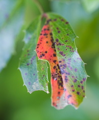 Red -n- green