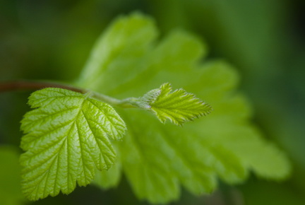 Wee three leaves