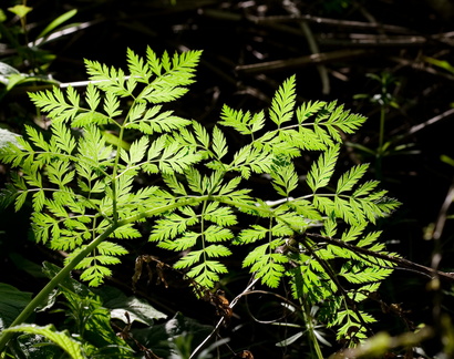 Backlit leaves