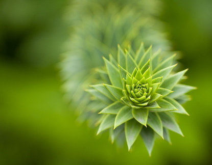 Monkey puzzle branch...