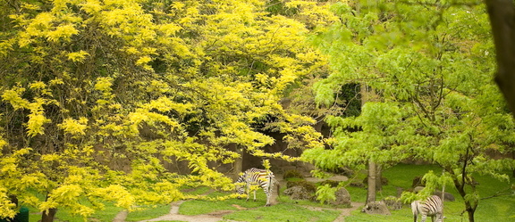 070526_PortlandZoo_087.jpg