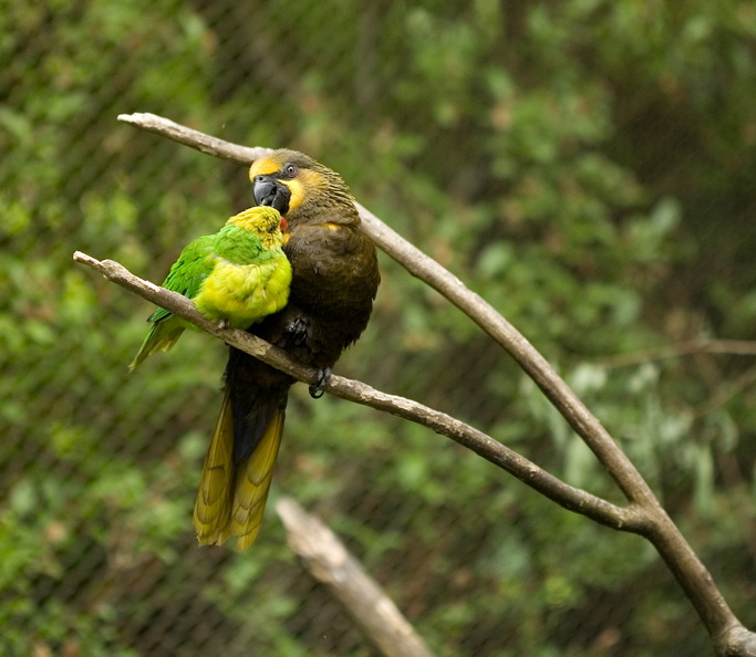 070526_PortlandZoo_164.jpg