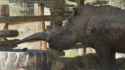 Big rhino horn
