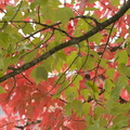 071006_AutumnColors_09.jpg
