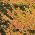 071006_AutumnColors_16.jpg