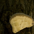 Mushroom in de tree