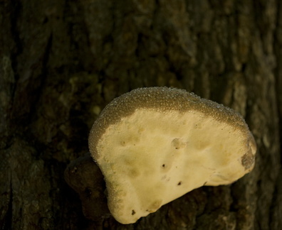 Mushroom in de tree
