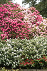 Wall of Rhodies..