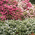 Wall of Rhodies..
