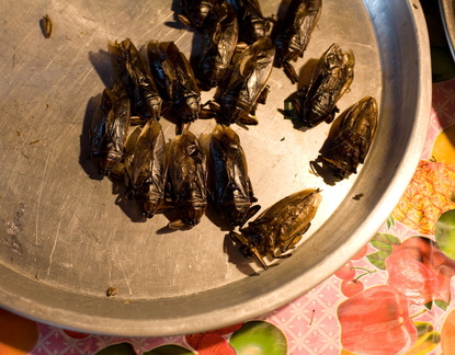 Yes, those are Cockroaches... Ready to eat