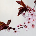 Cherry Blossoms - Japanese style.