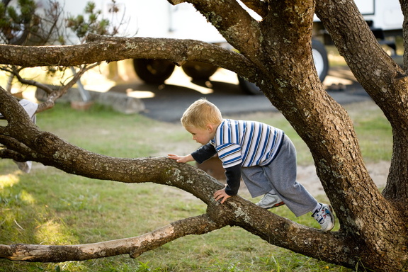 This little monkey climbed a tree