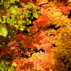 2008 Fall Colors