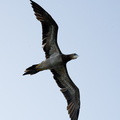 Brown footed booby