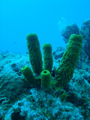 Tube coral