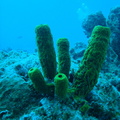 Tube coral