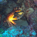 Another Crab