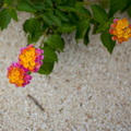 More little flowers