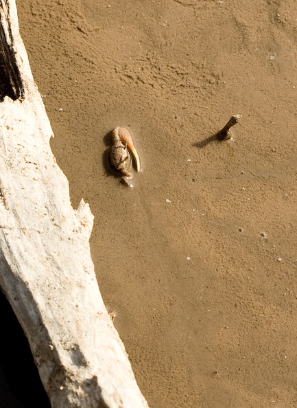 Baby crab