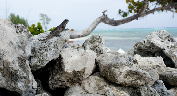 Ring tail on Little Cayman