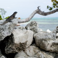 Ring tail on Little Cayman